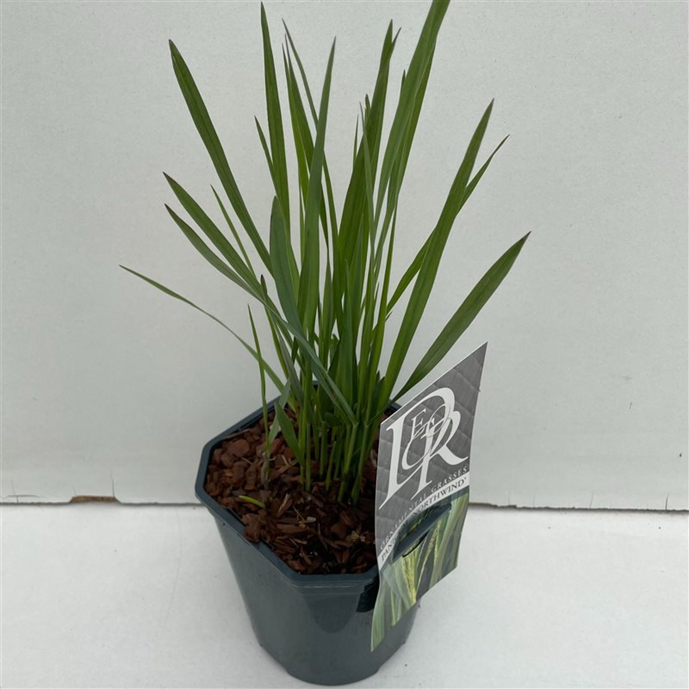 Panicum virgatum 'Northwind' - C2